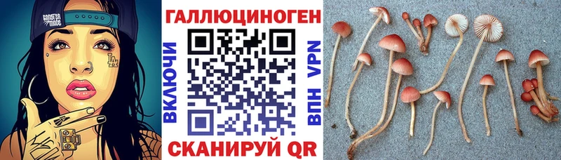 Псилоцибиновые грибы Psilocybe  Купить закладки  Нижнекамск 